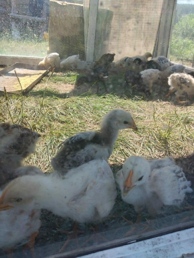 Цыплята от домашних курочек разных возрастов - фотография № 2