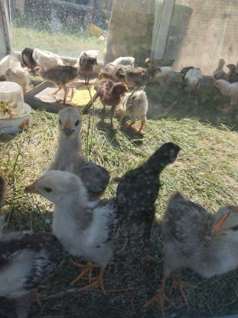 Цыплята от домашних курочек разных возрастов - фотография № 3
