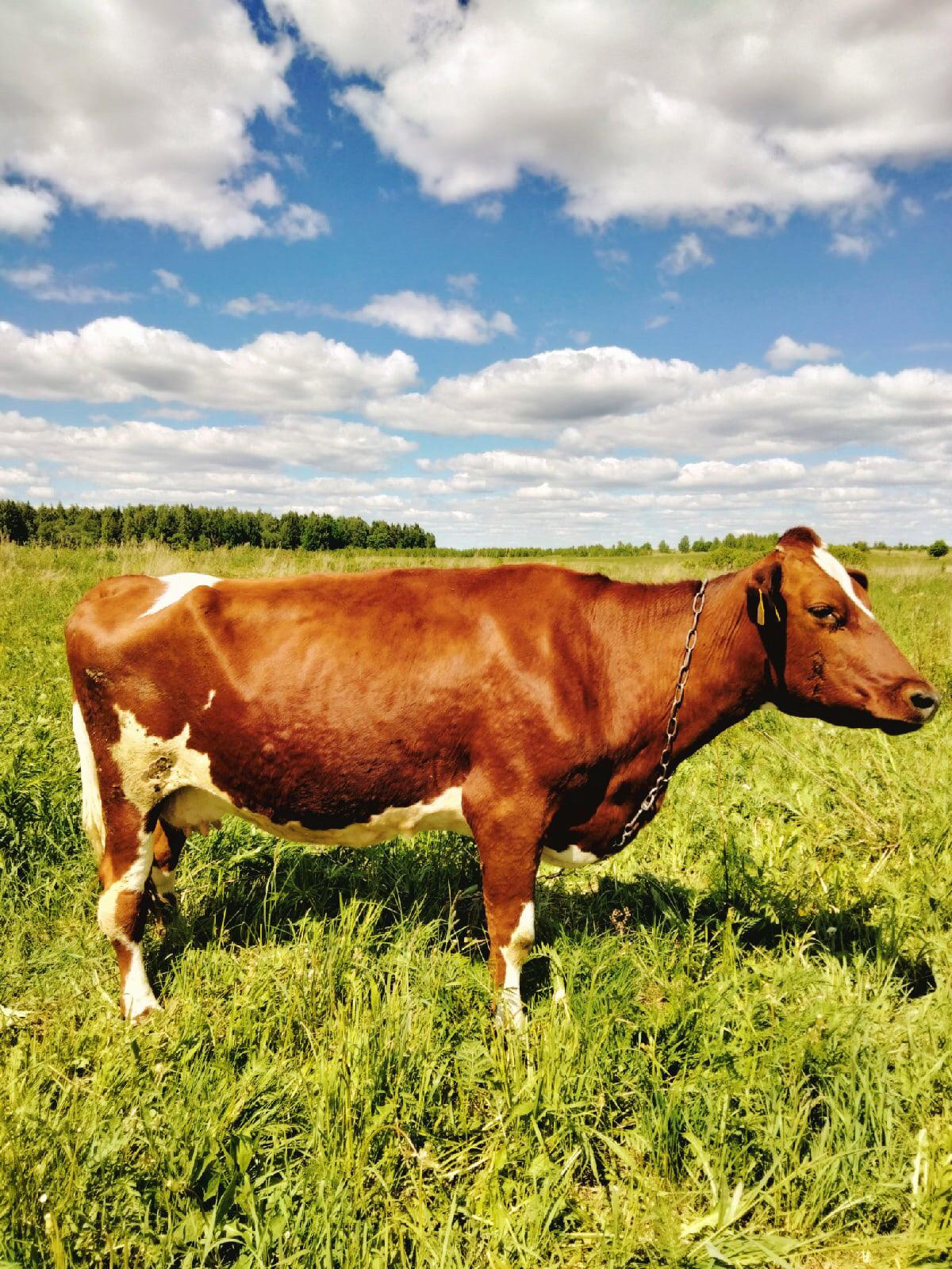 Корова йоркширской породы (Шотландия) - фотография № 1
