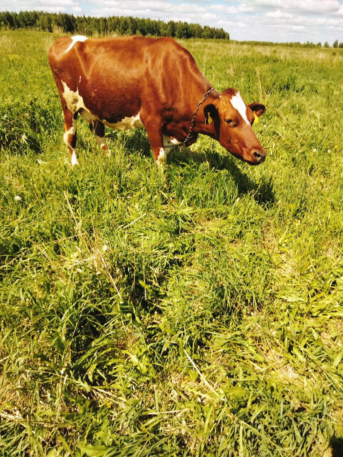 Корова йоркширской породы (Шотландия) - фотография № 2