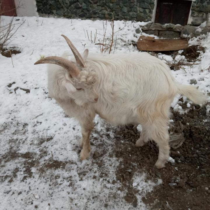 Молодой козел альпиец,белый,рогатыйдлинной шерстью - фотография № 1