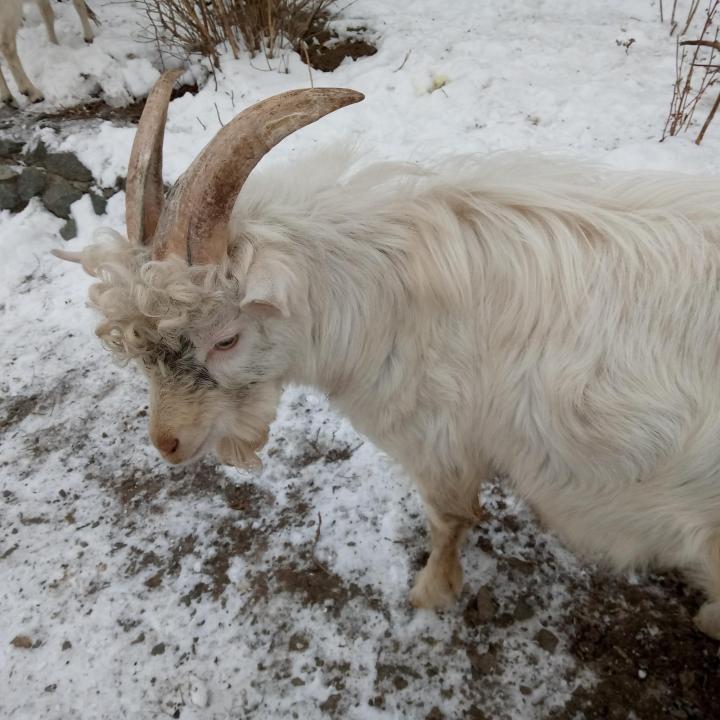 Молодой козел альпиец,белый,рогатыйдлинной шерстью - фотография № 2