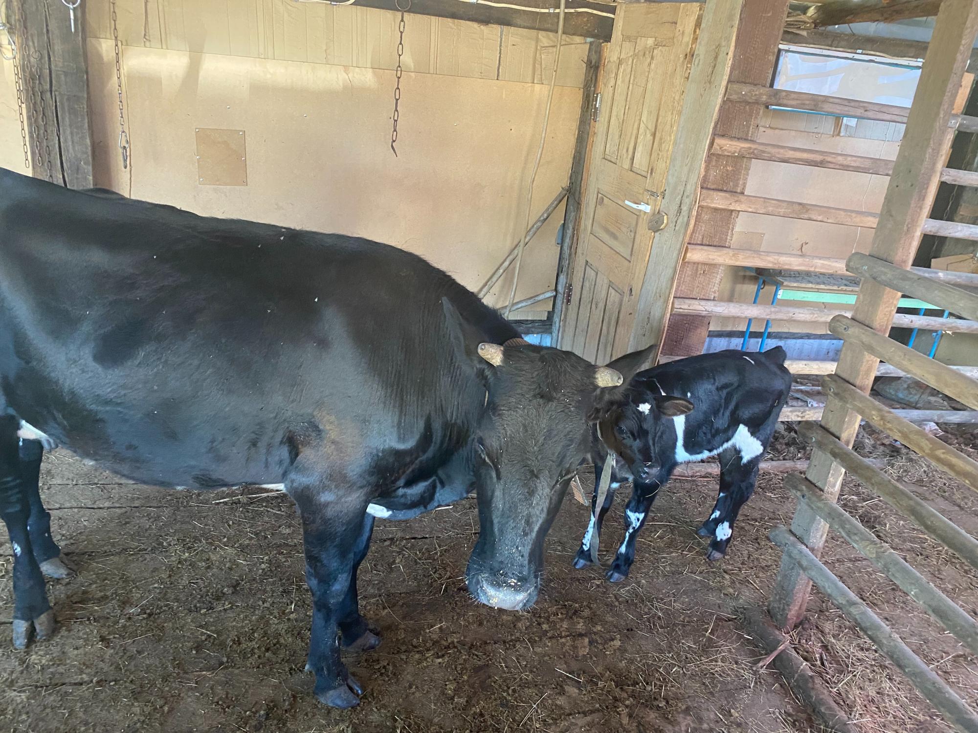 Продам корову с телёнком ( бычок 1 месяц) - фотография № 2