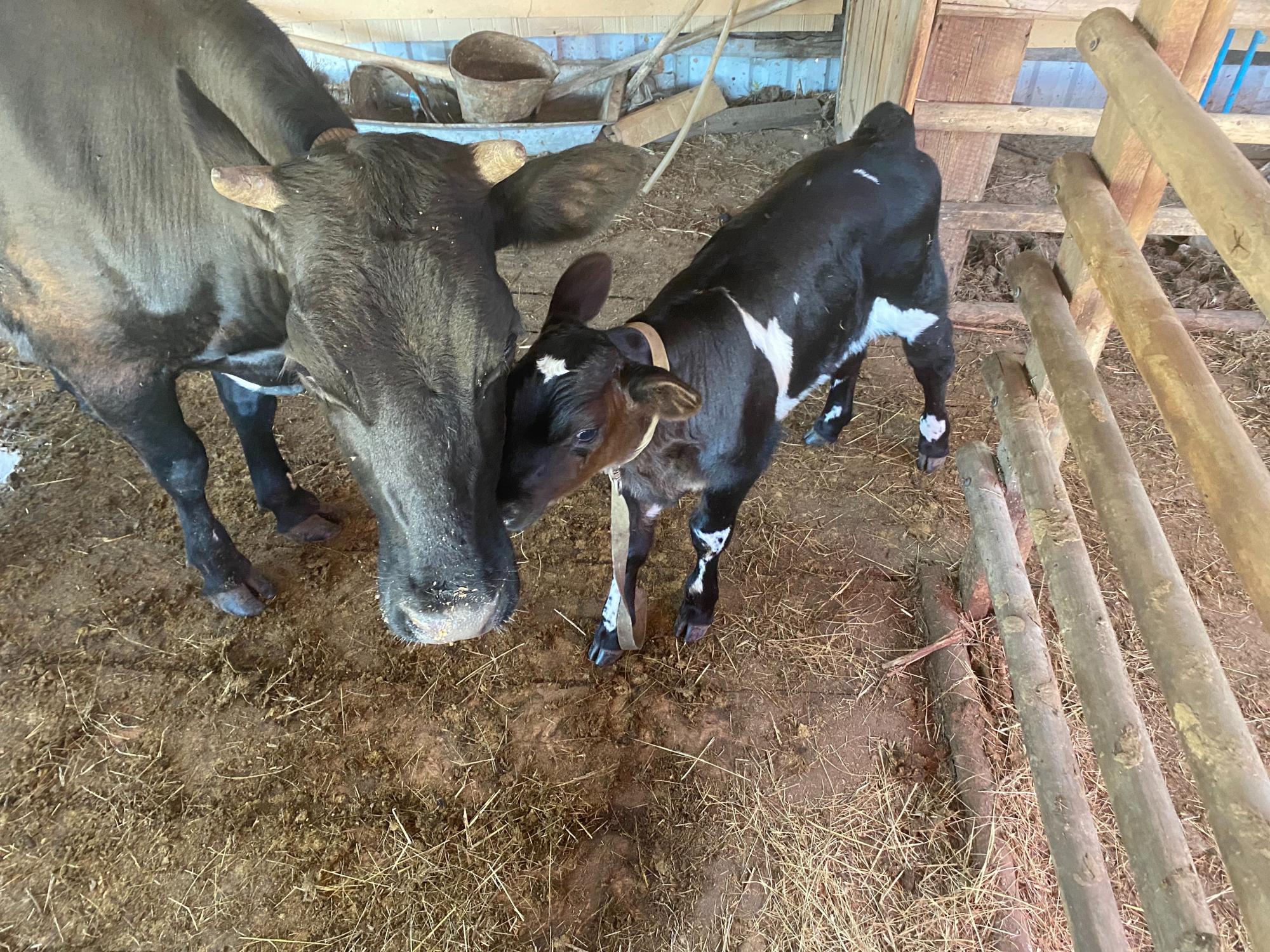 Продам корову с телёнком ( бычок 1 месяц) - фотография № 3