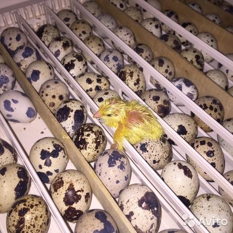 Инкубационные яйца перепелов - фотография № 3