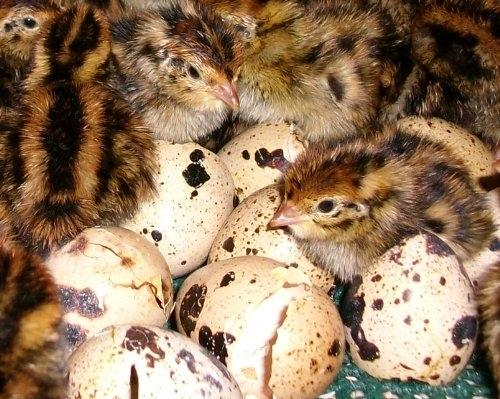 Инкубационные яйца перепелов - фотография № 1