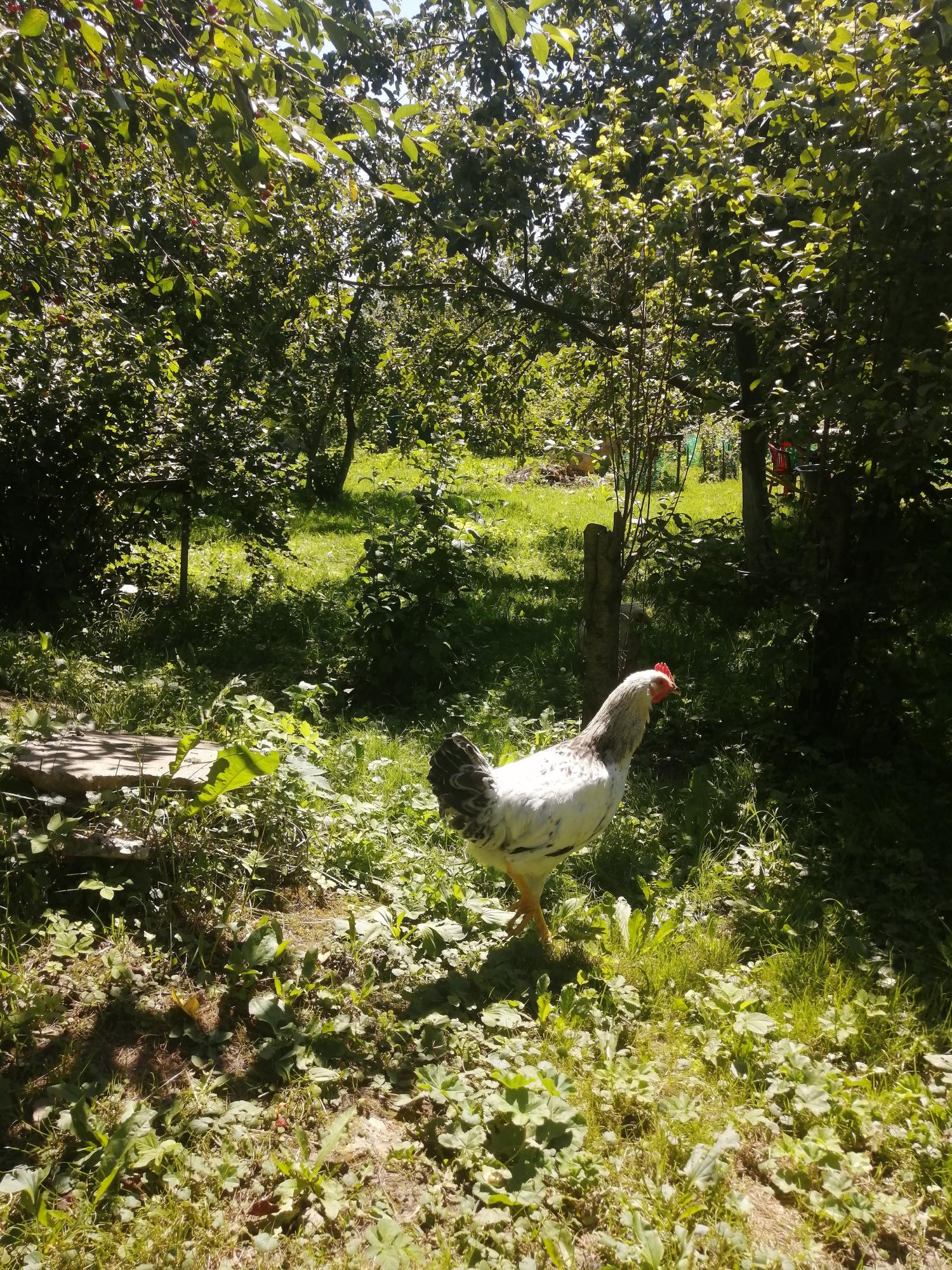 Петушки Адлеровские