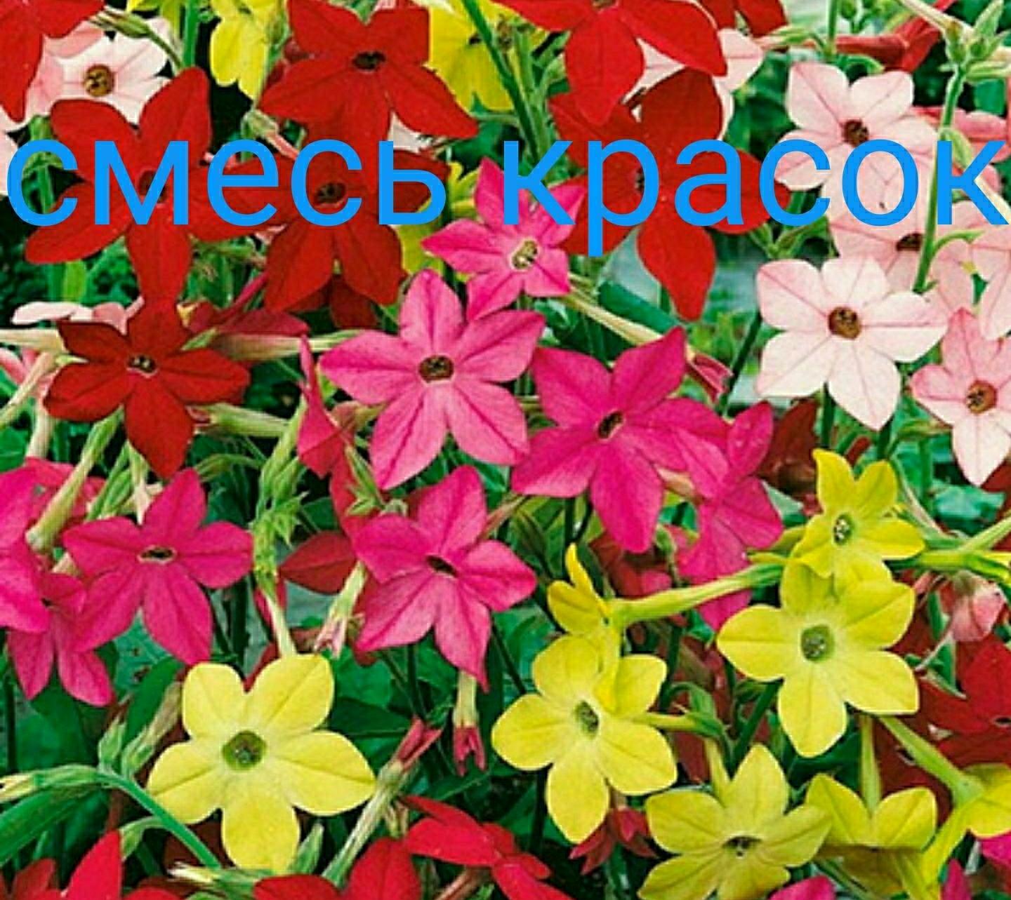 Душистый Табак Фото Цветов