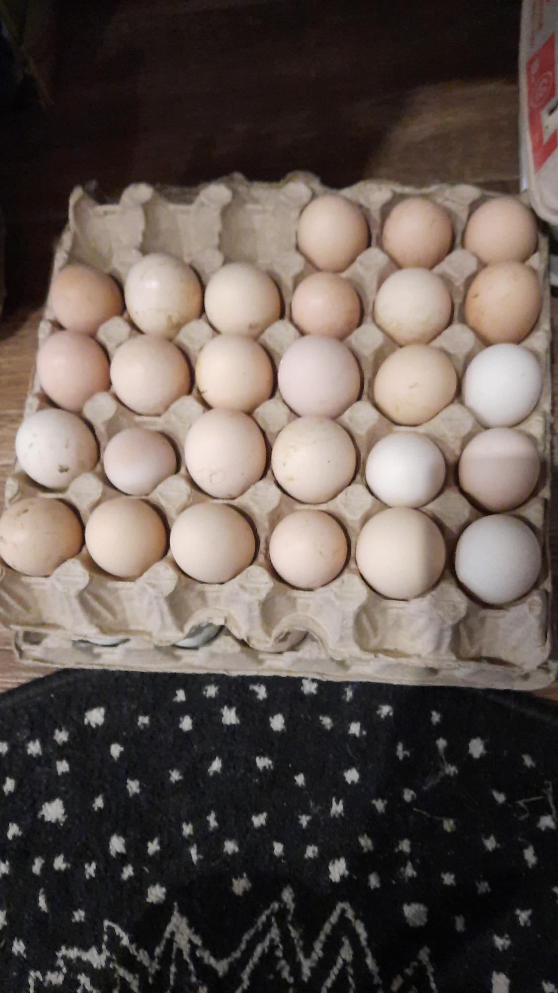 Яйца инкубационные - фотография № 1