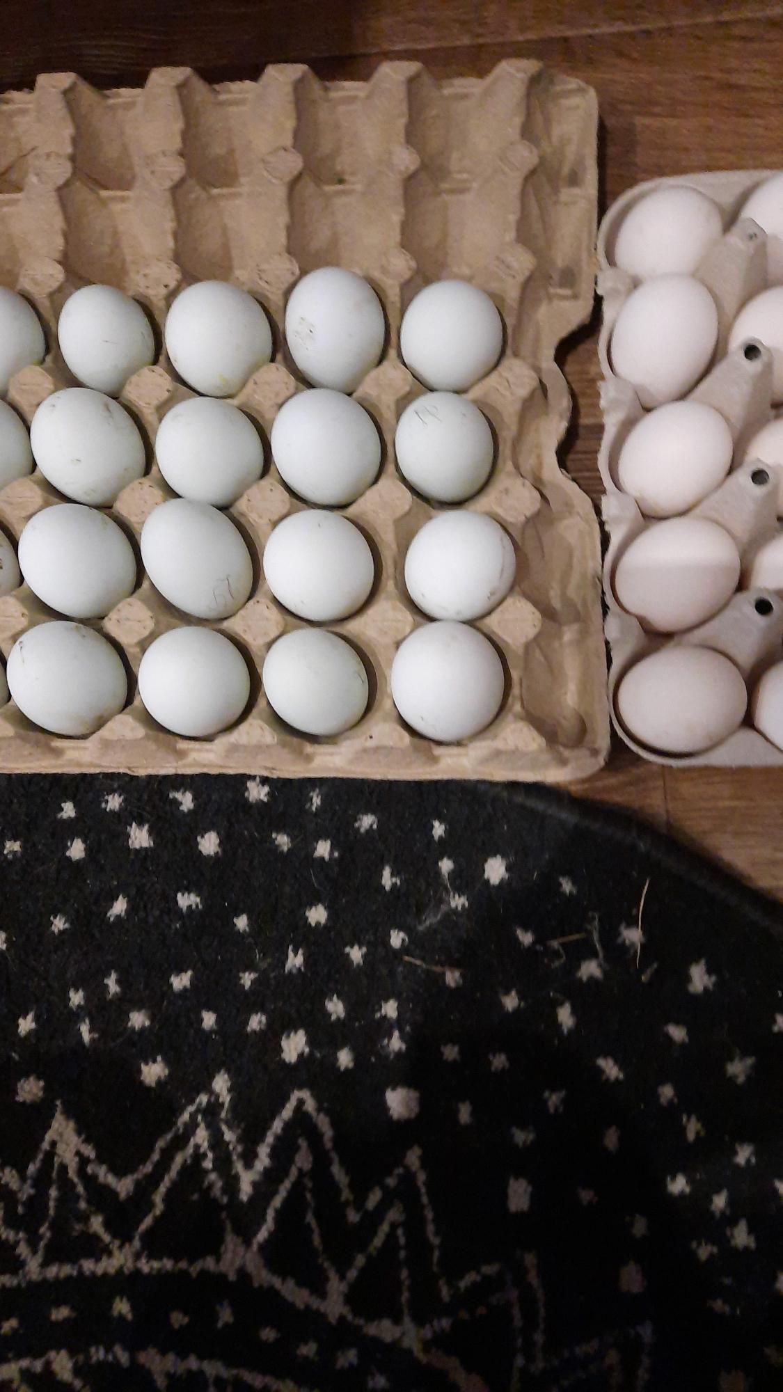Яйца инкубационные - фотография № 2