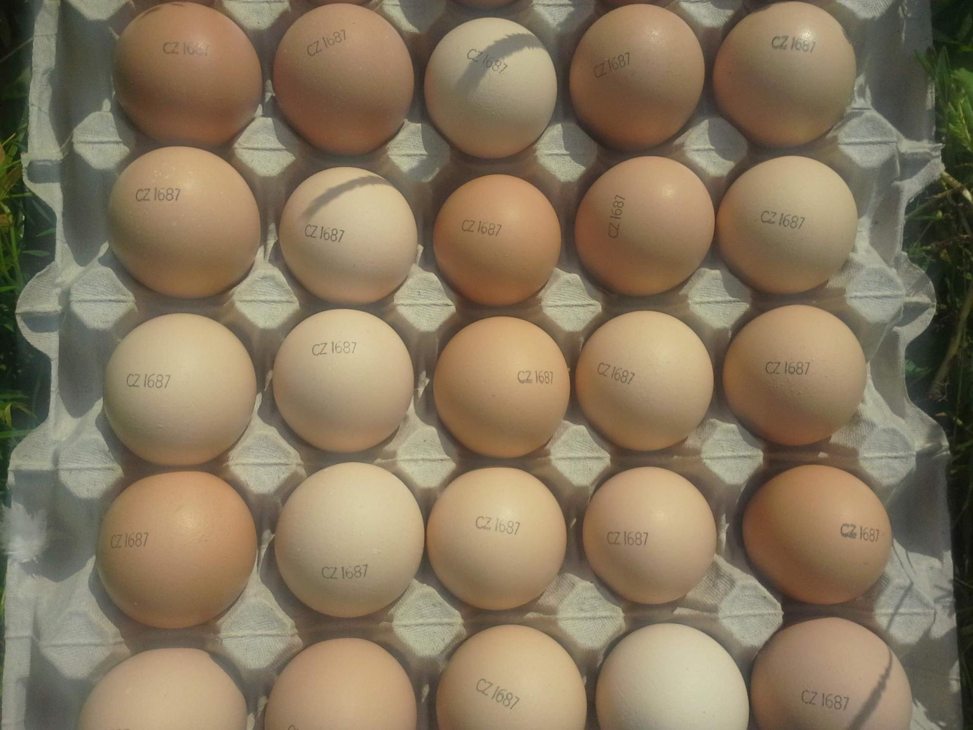 Яйцо инкубационное бройлер Кобб 500,цыплята - фотография № 1