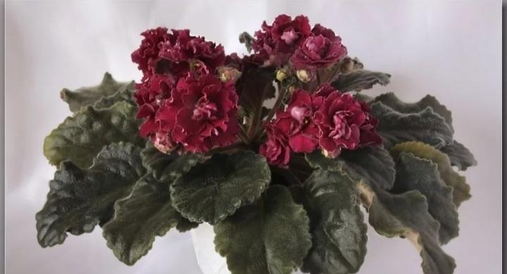 Фото ness antique red фото