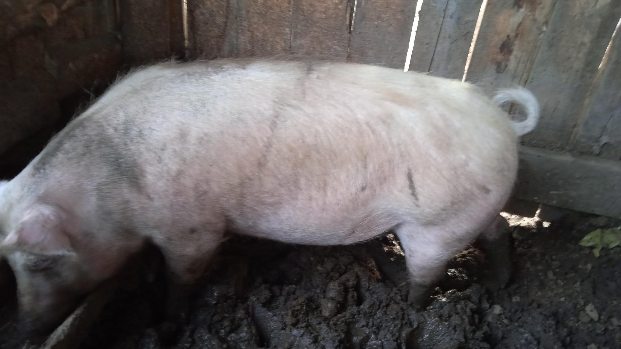 Ростовская область свиньи. Объявление для свиней. Как на бурятском будет свинья. Купить поросят в Бурятии.