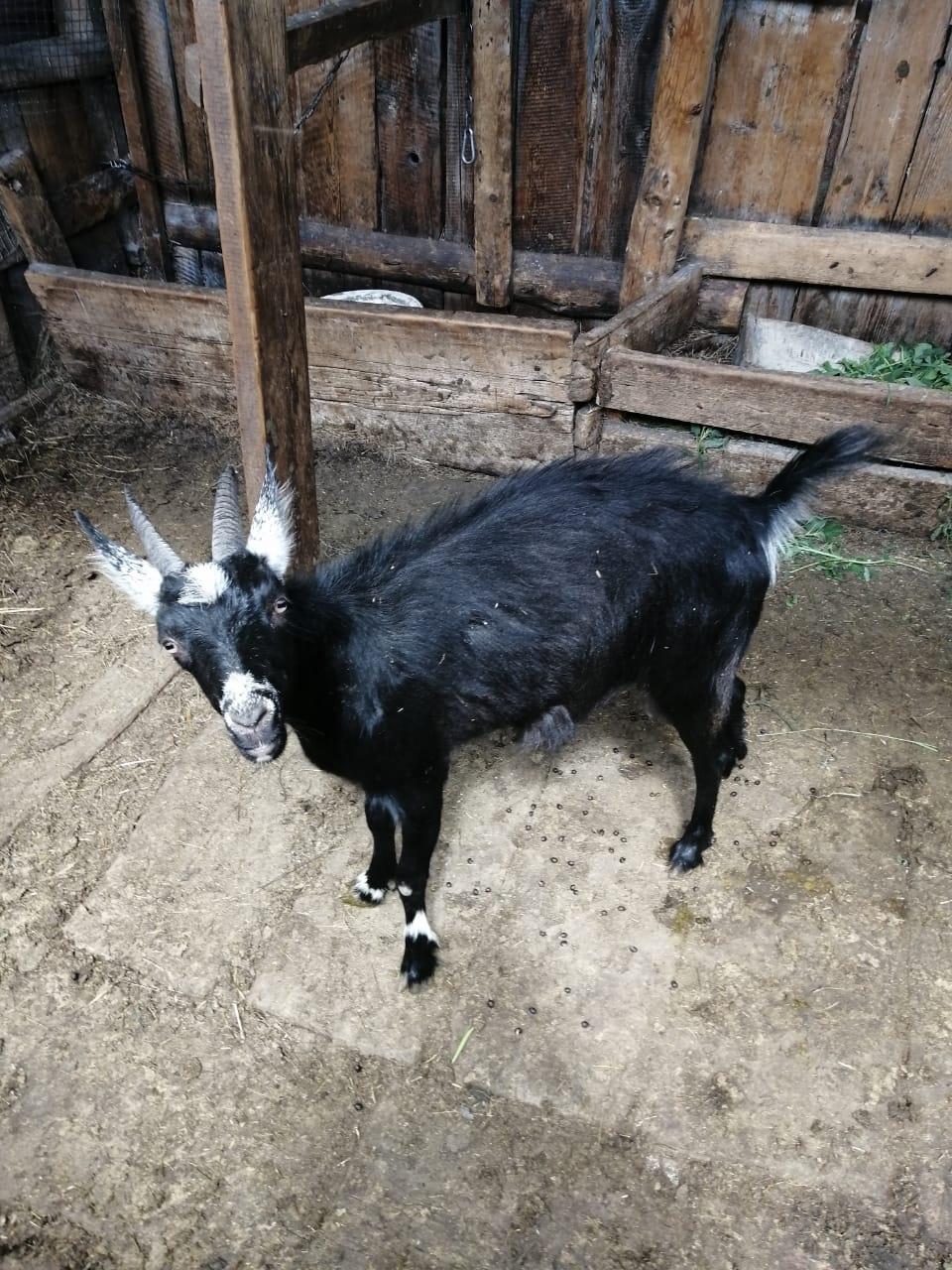Продам козу 1, 4год (1 окот)