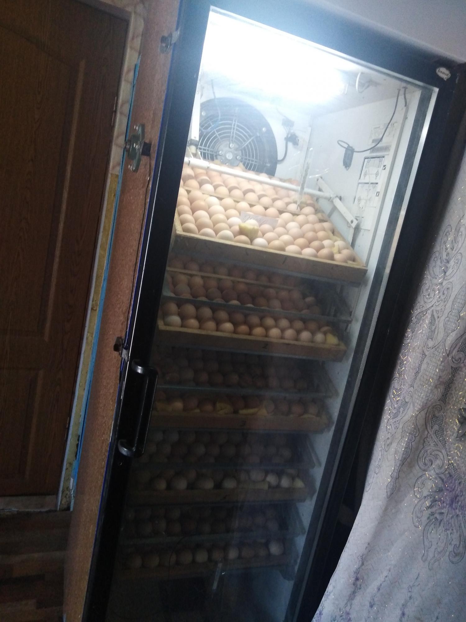 Инкубатор на 1000 яиц - фотография № 1