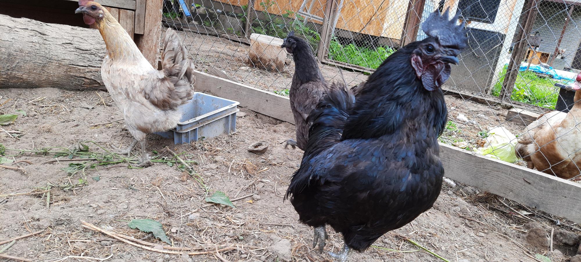Цыплята месячные от родителей с фото ухейилюй лаки - фотография № 3