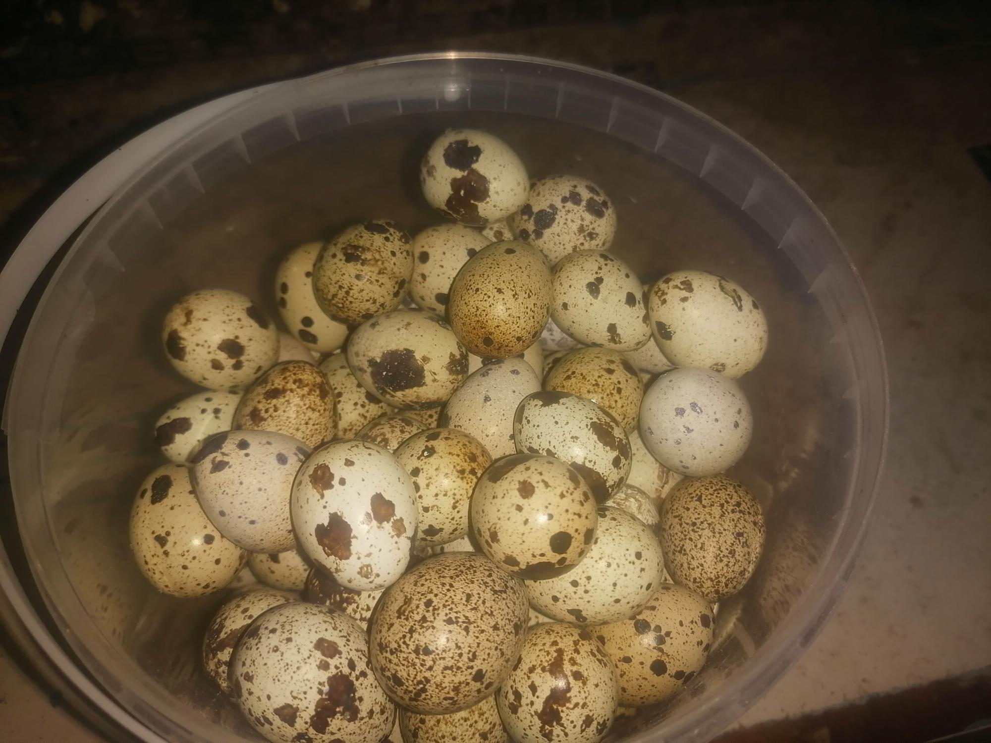 Перепелиные яйца