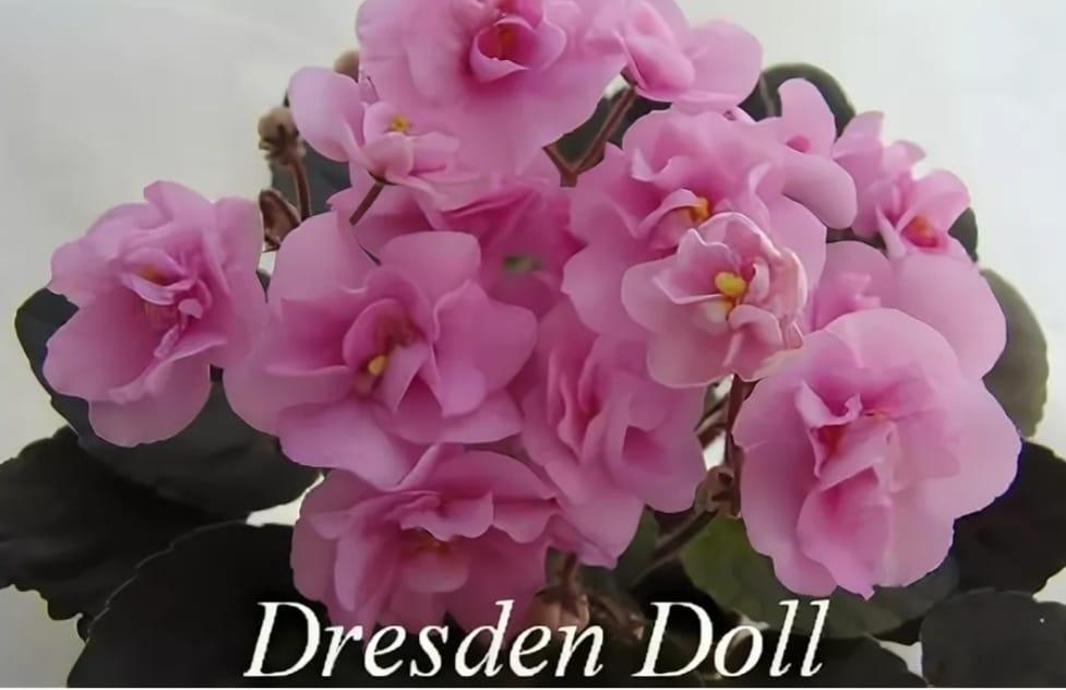 Dresden doll фиалка фото