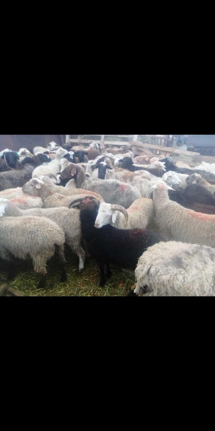 Овцы барашки - фотография № 2