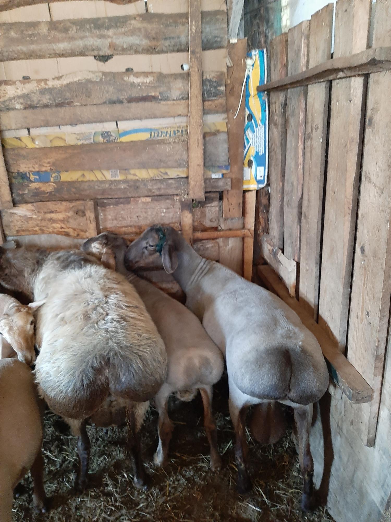 Овцы и бараны находятся в Тюмени - фотография № 2