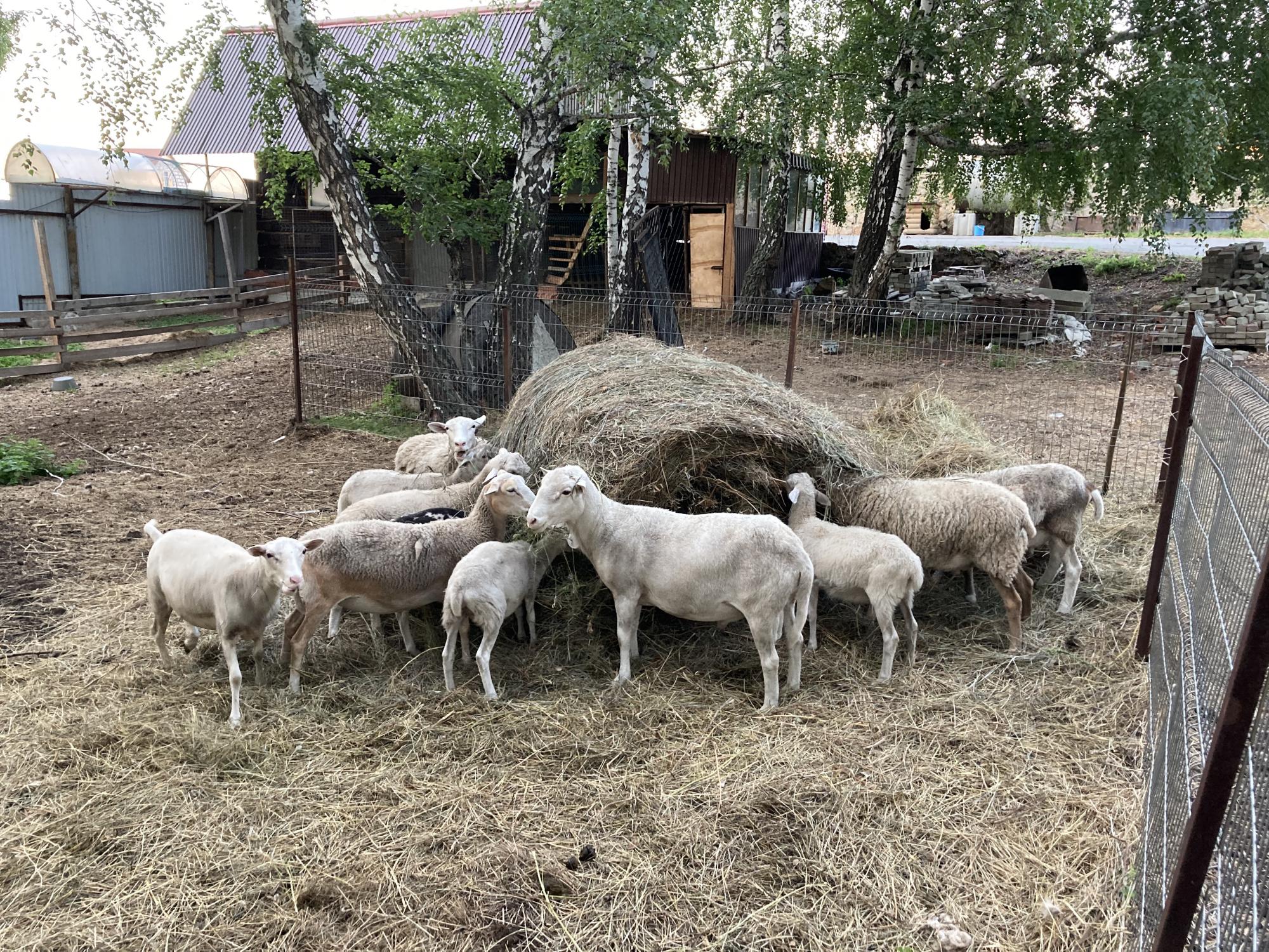Катумские бараны и овцы - фотография № 6