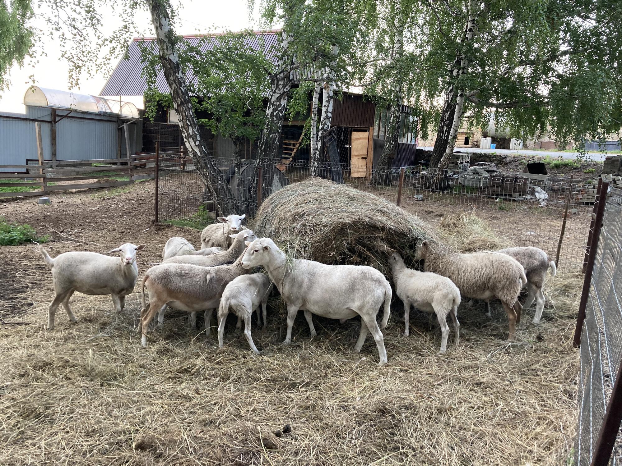 Катумские бараны и овцы - фотография № 8