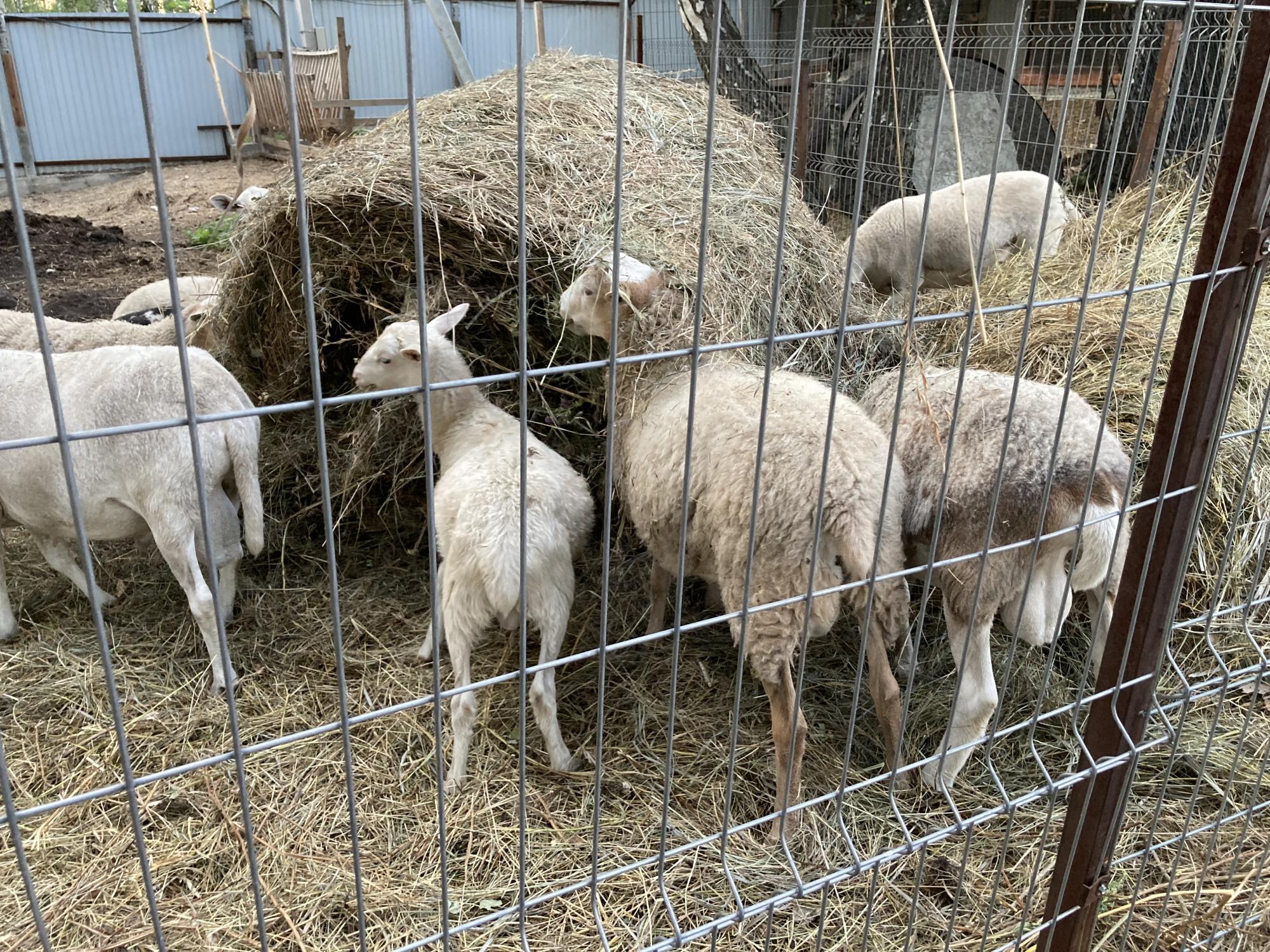 Катумские бараны и овцы - фотография № 5