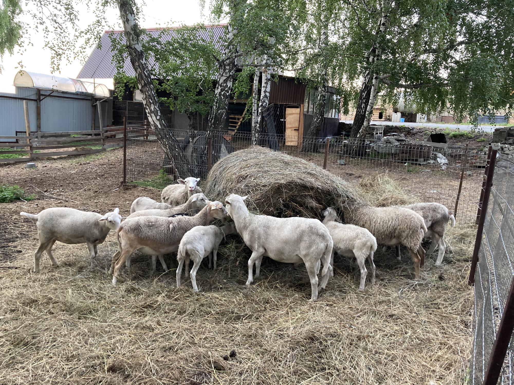 Катумские бараны и овцы - фотография № 7