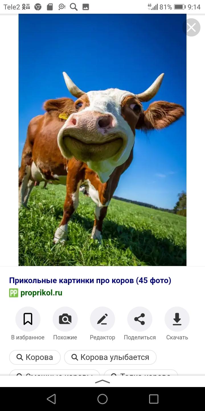 Корова - фотография № 2