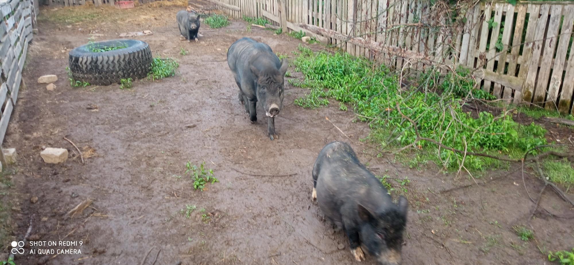 Вьетнамские веслобрюхие свиньи - фотография № 3
