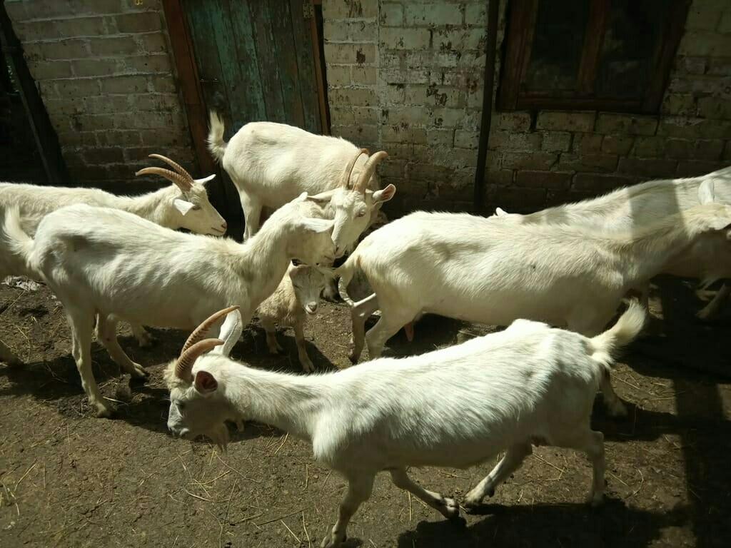 Молочные козы