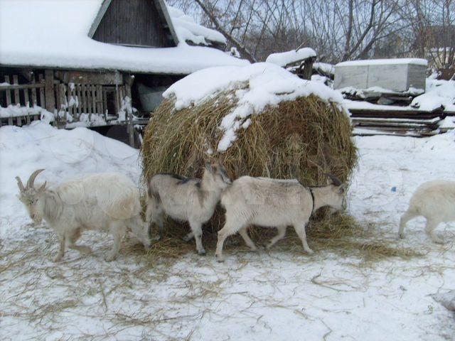 Семья коз породы альпицев,козел,коза,козлик;5мес - фотография № 1