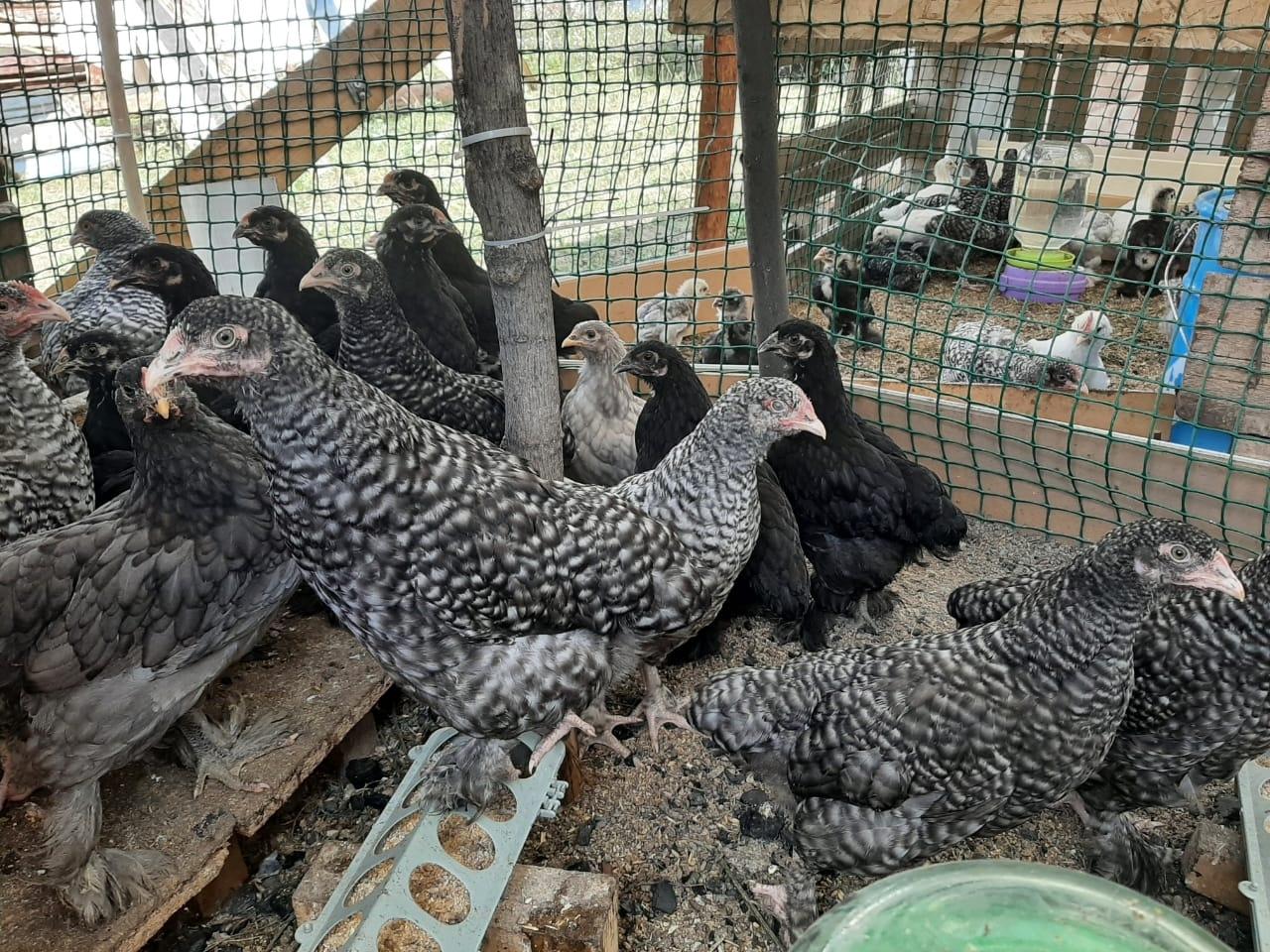 Цыплята породы Мехеленская Кукушка (Ку-ку Малин) - фотография № 2