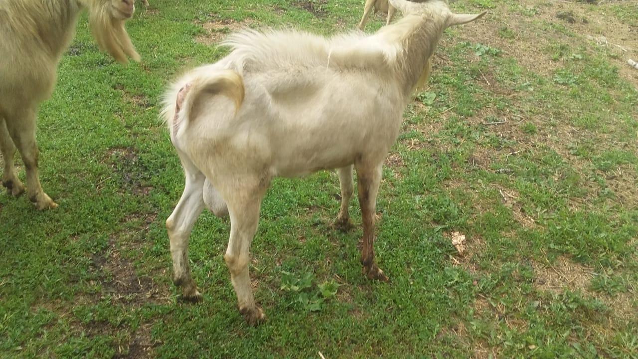 Зааненский козел на племя - фотография № 5