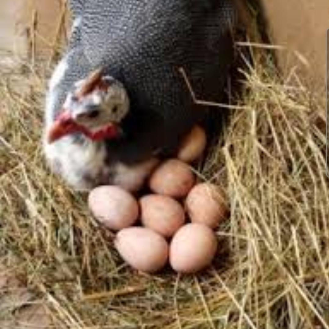 Яйца цесарки - фотография № 1