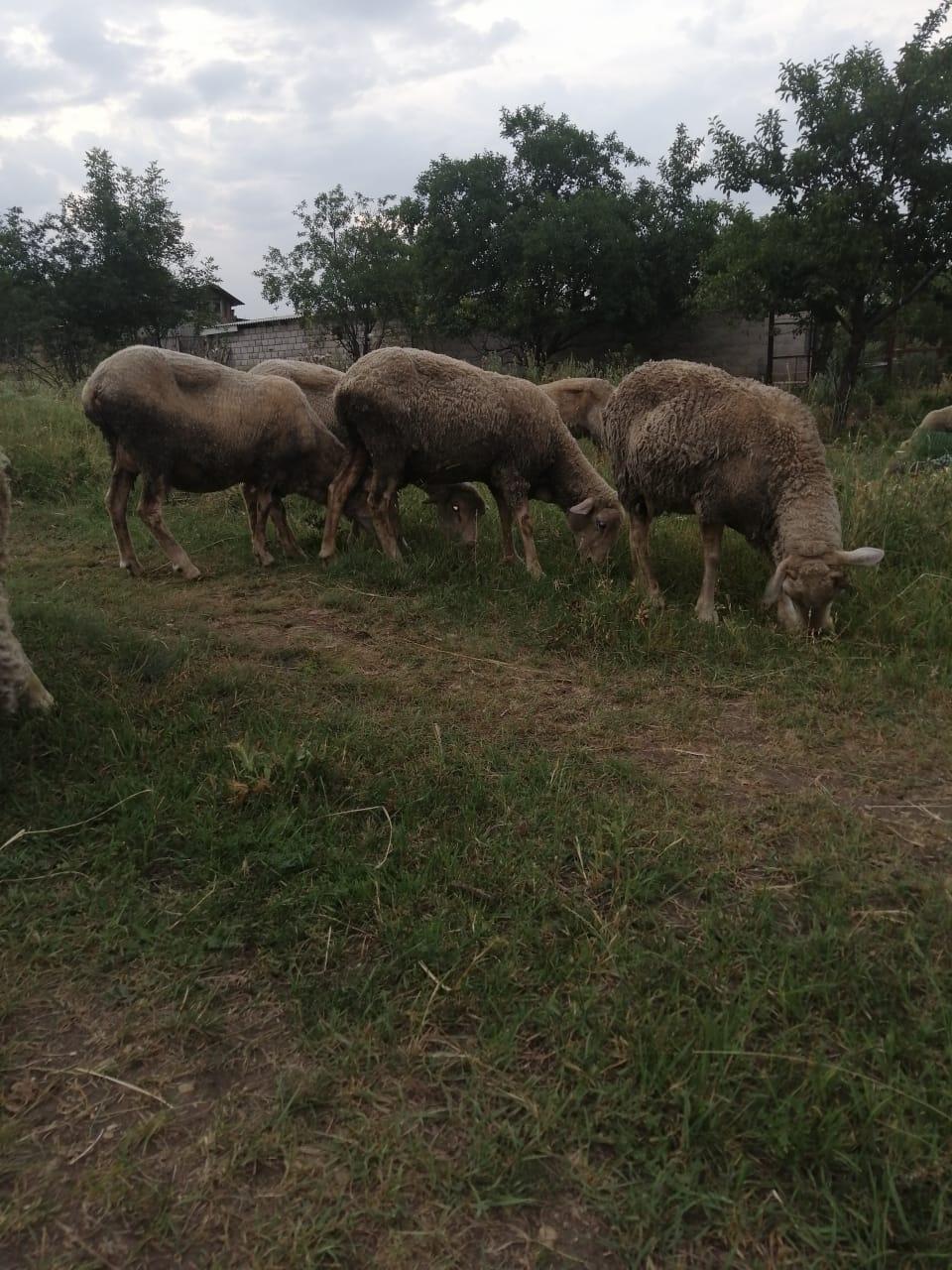 Овцы матки обмен