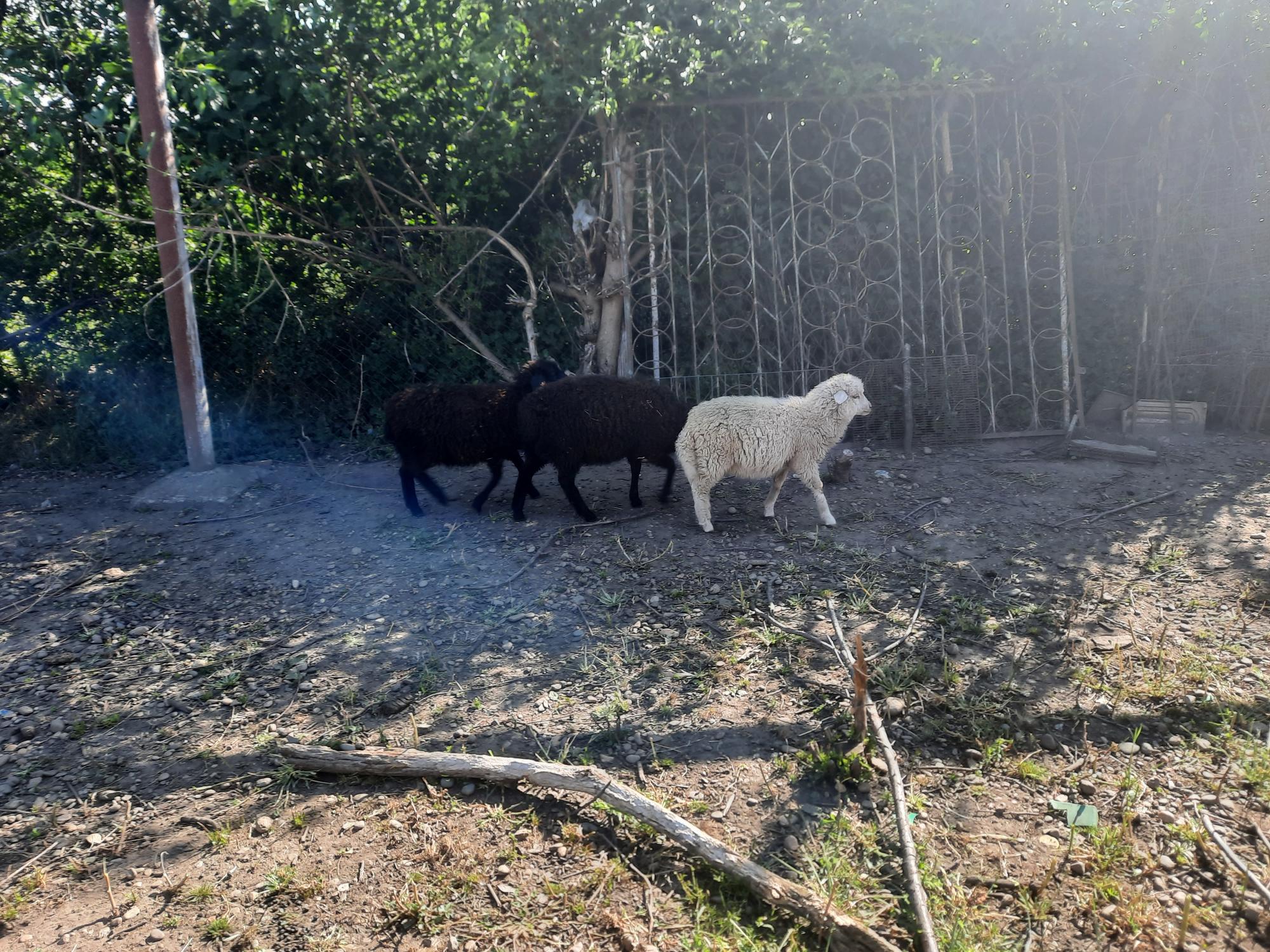 Овцы,ягнята и баран - фотография № 5