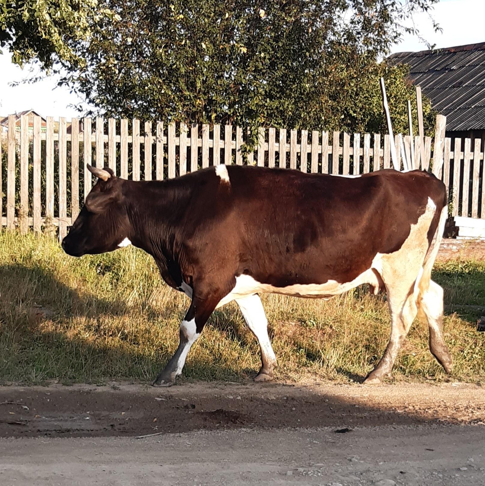 сколько стоит корова раст фото 83