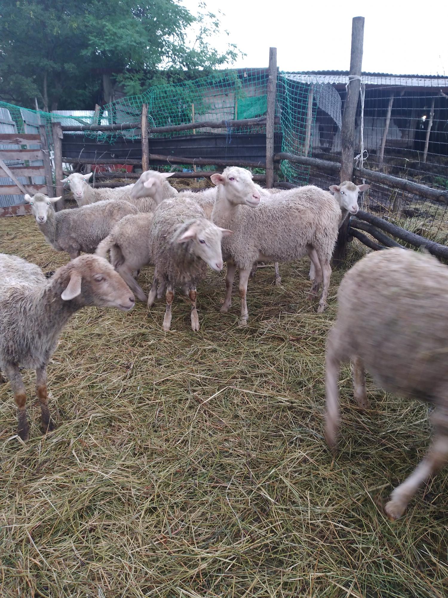 Овцы,ягнята,коза - фотография № 2