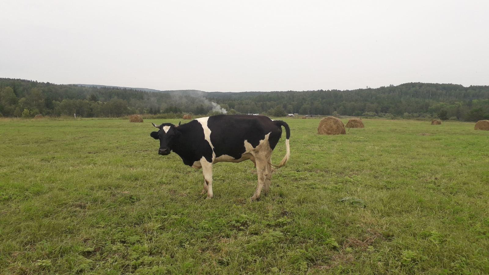Продам коров - фотография № 9