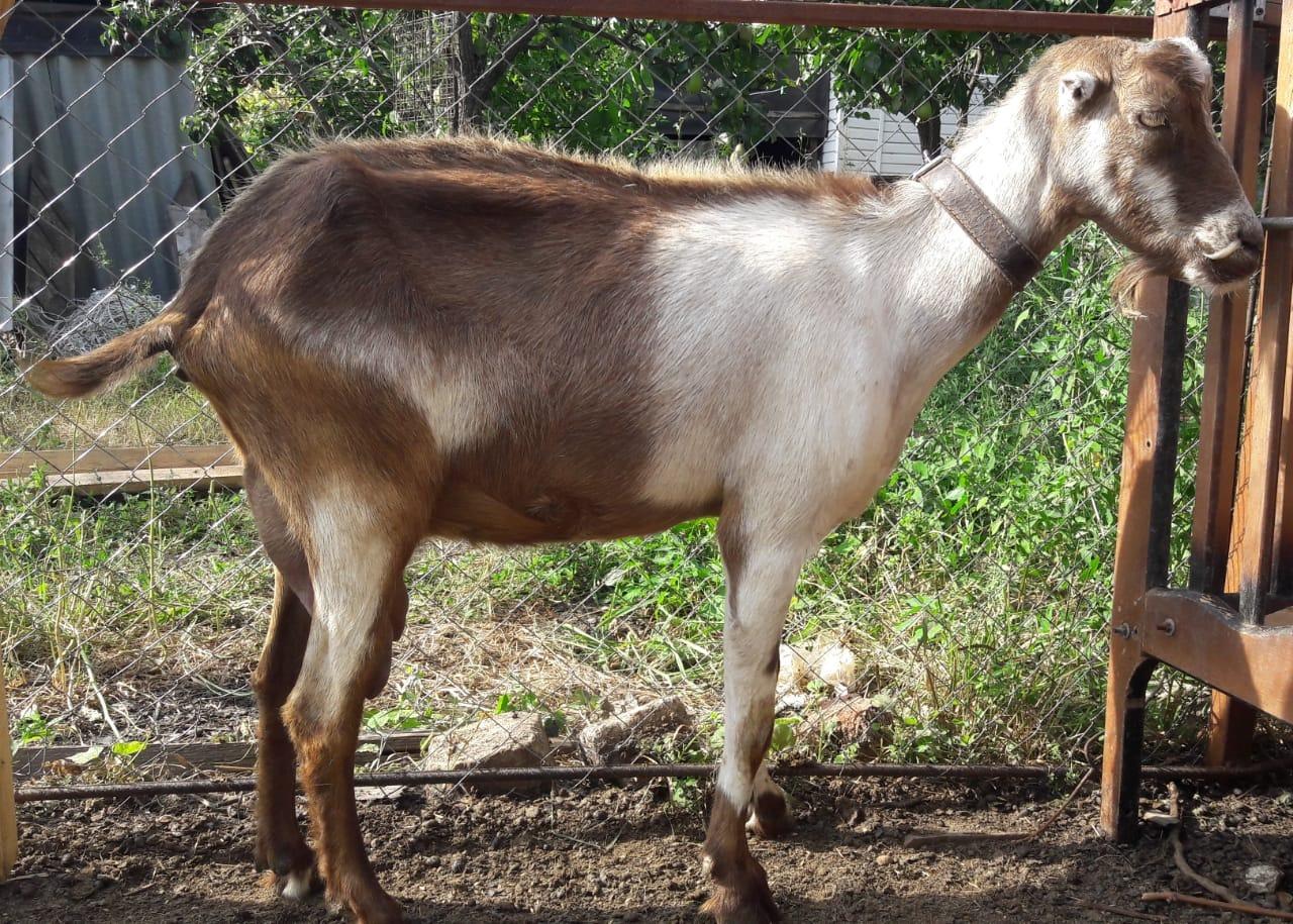 Дойные нубийские козы и ламанча - фотография № 9