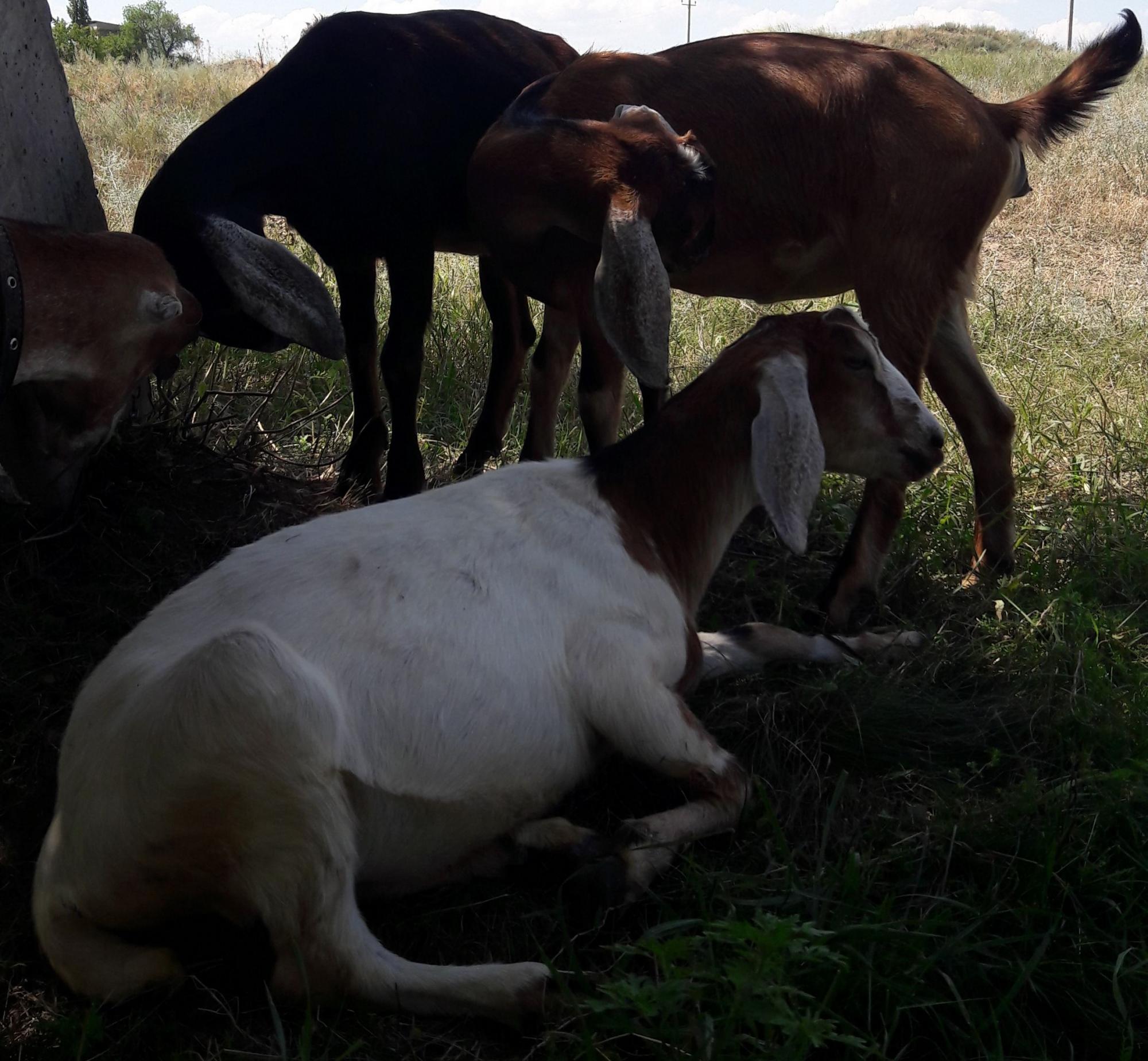 Нубийские козлята от козла с ADGA - фотография № 7