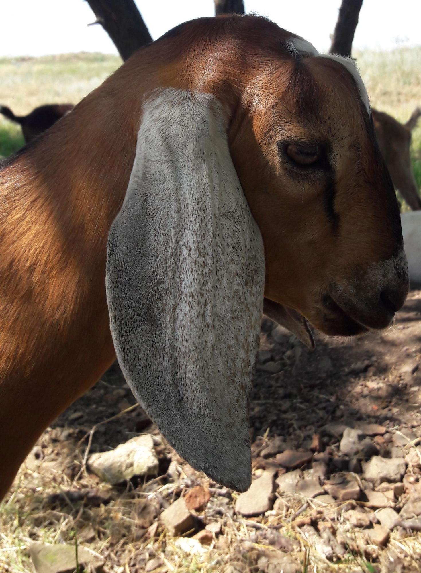 Нубийские козлята от козла с ADGA - фотография № 5