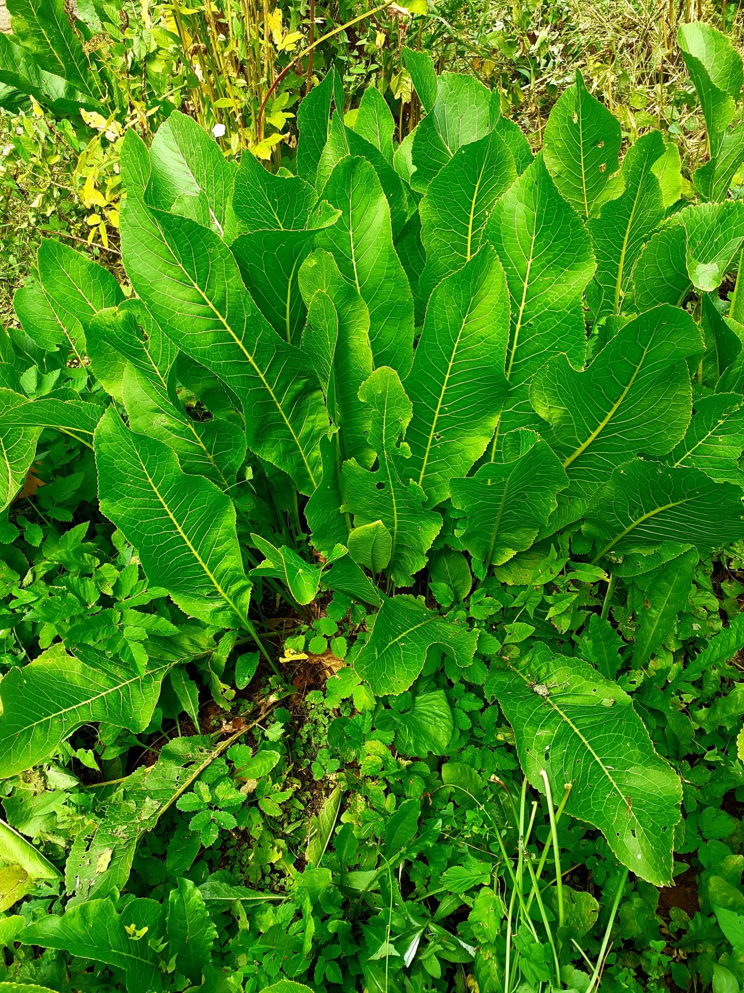 Листья и корень хрена для засолки - фотография № 1