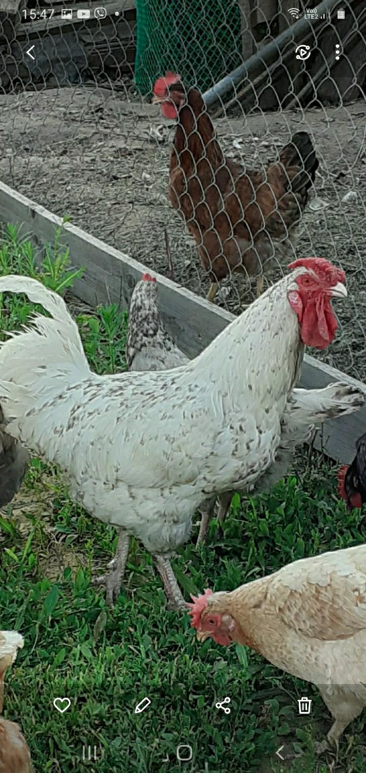 Куры Несушки Породы Пушкинская Где Купить