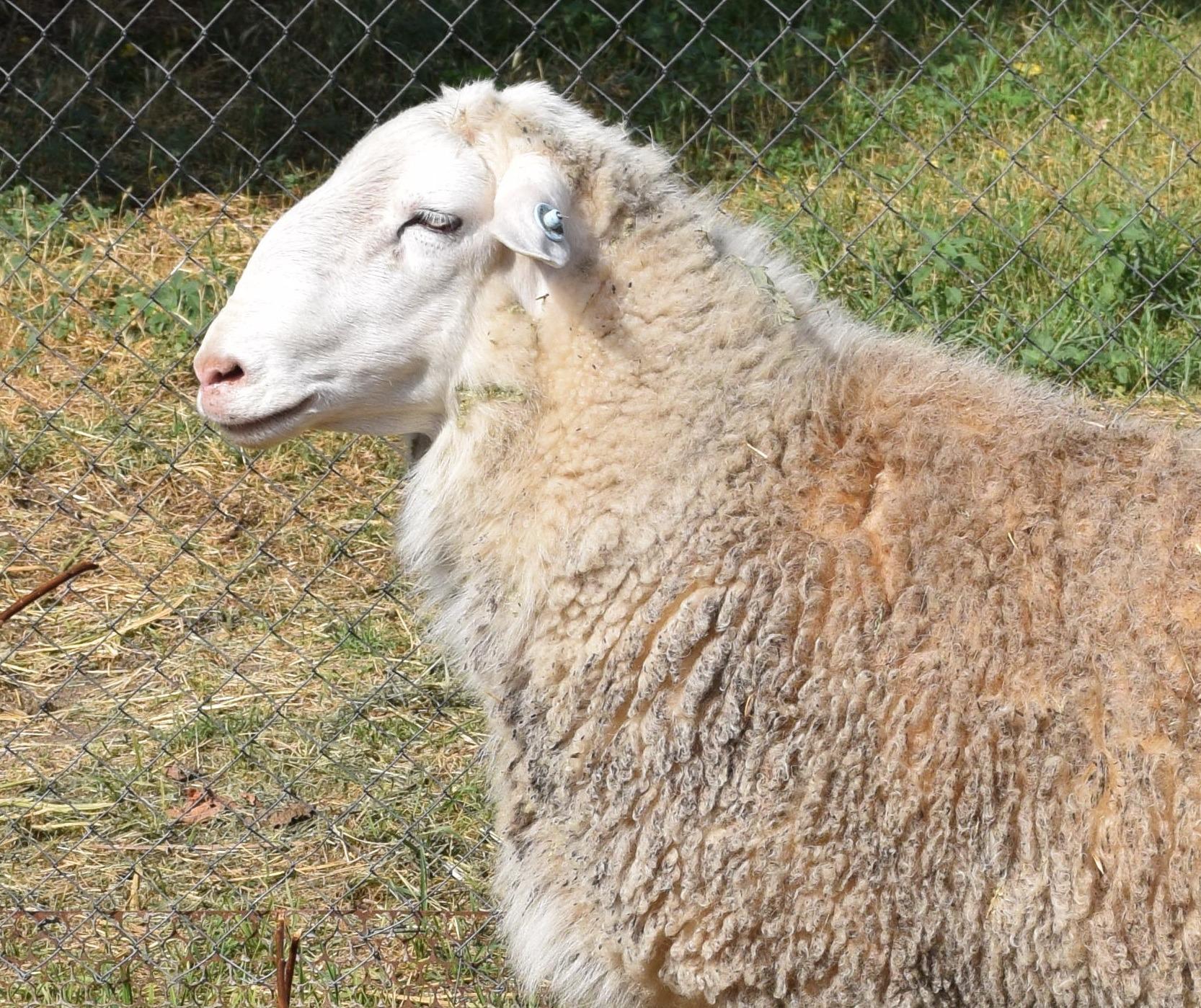 бараны, овцы - фотография № 1