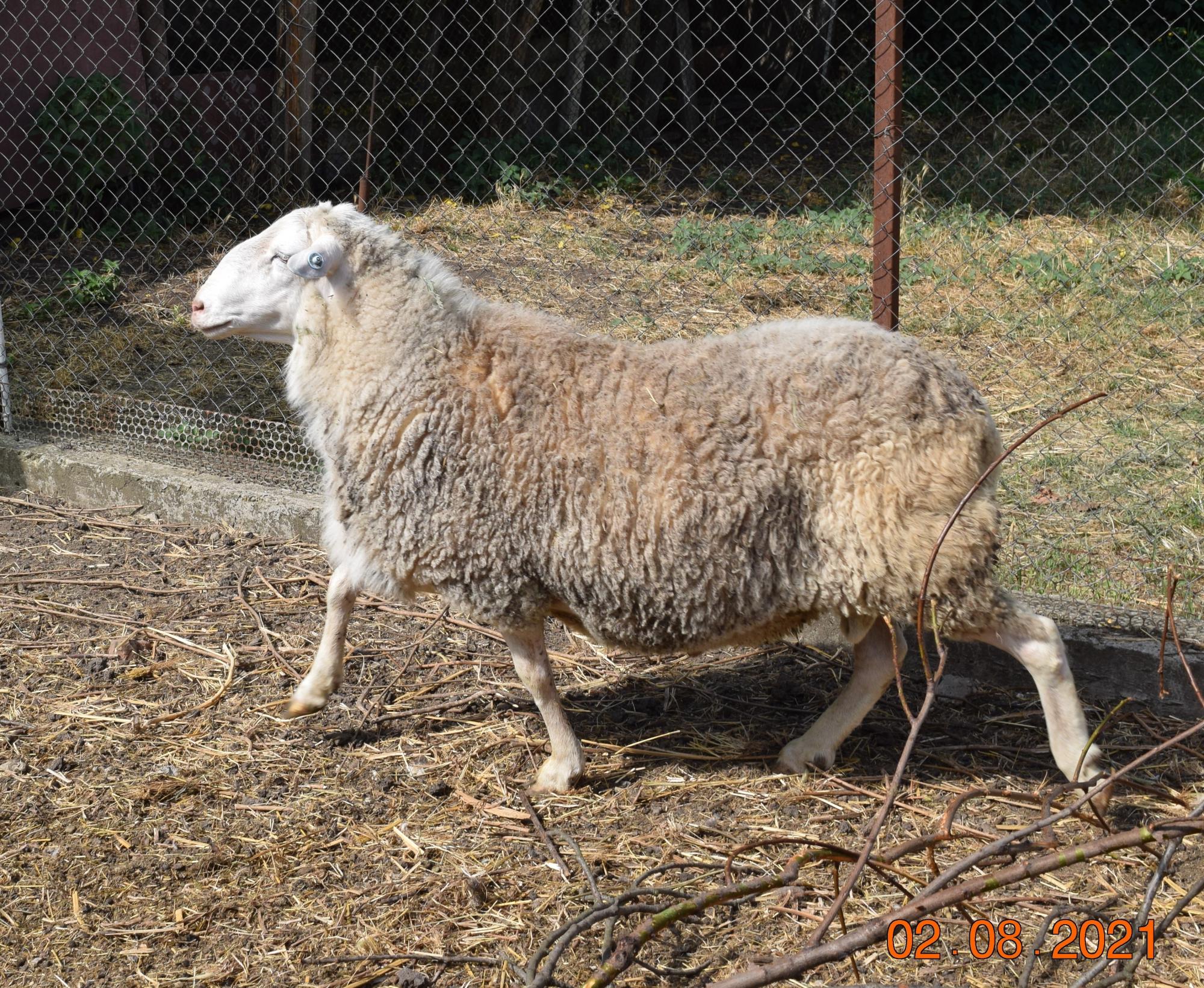 бараны, овцы - фотография № 4