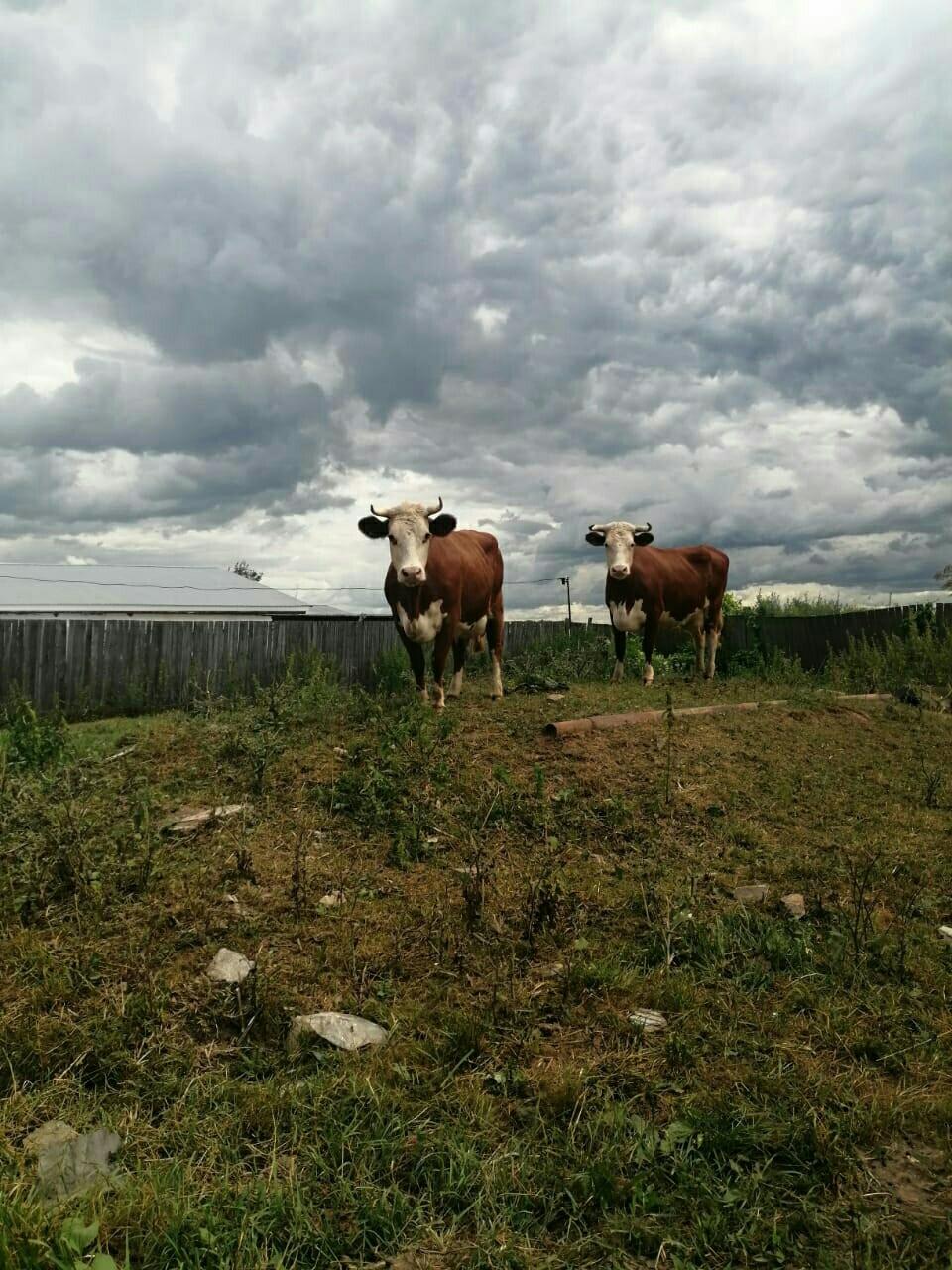 Пропали 2 коровы - фотография № 2