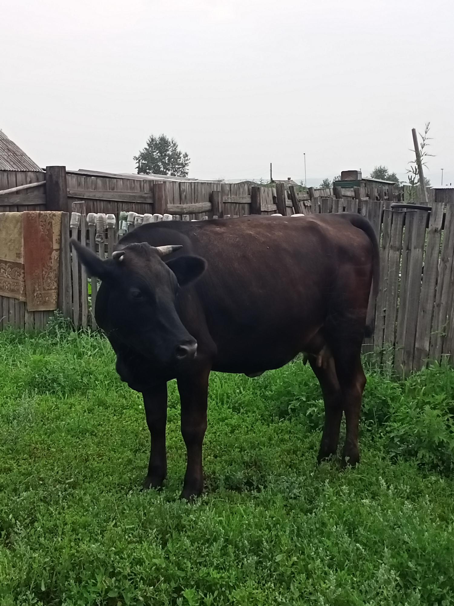 Корова (телята 2м 4м) - фотография № 2