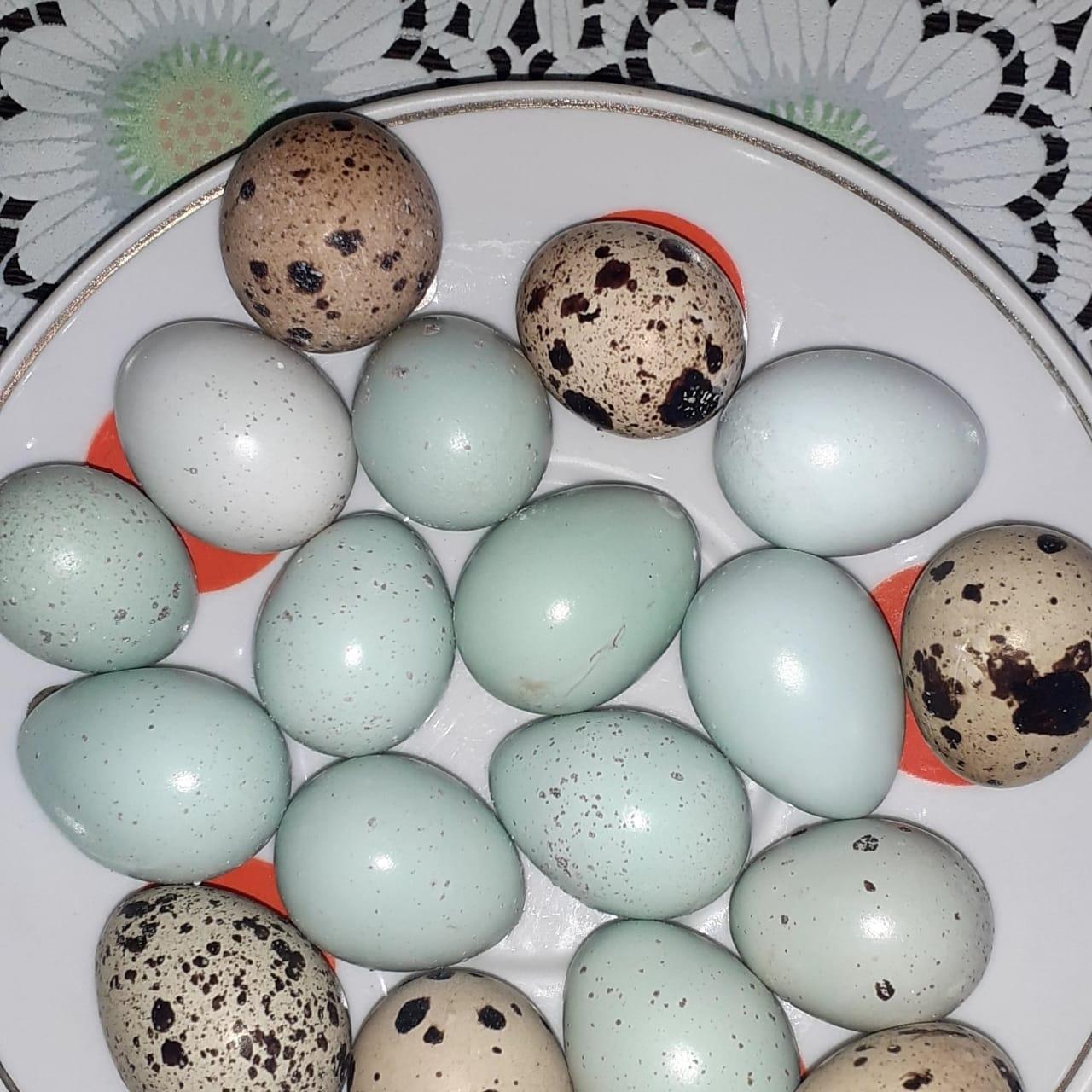 Инкубационное яйцо Техас, целадон - фотография № 1